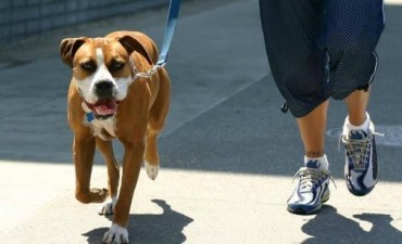 Cáncer en animales, ¿es contagioso?