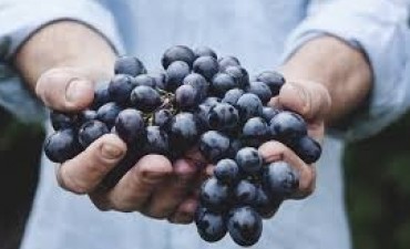 Las  uvas no me ayudan a bajar de peso