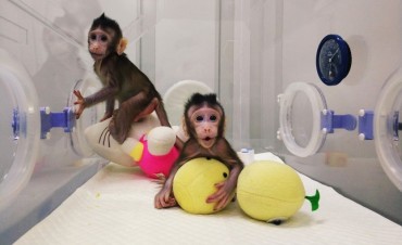 Monos clonado Nacen por primera vez con método de  Dolly