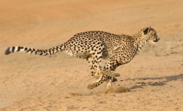 La estrategia para escapar del animal más veloz del mundo