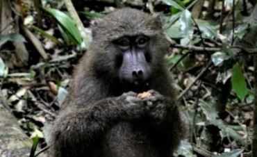 Los primates que comen fruta tienen el cerebro más grande