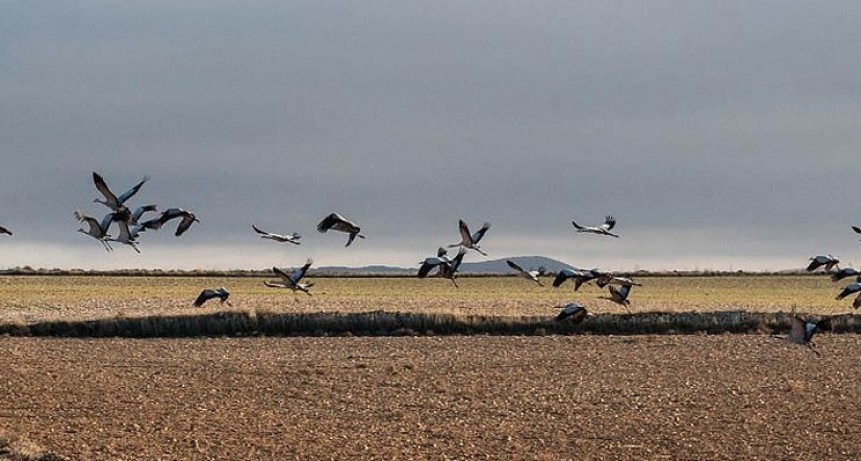 Los pájaros llevan un símbolo de la libertad en la cabeza 