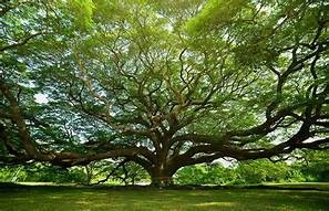 Un gran homenaje a la naturaleza Día del Árbol