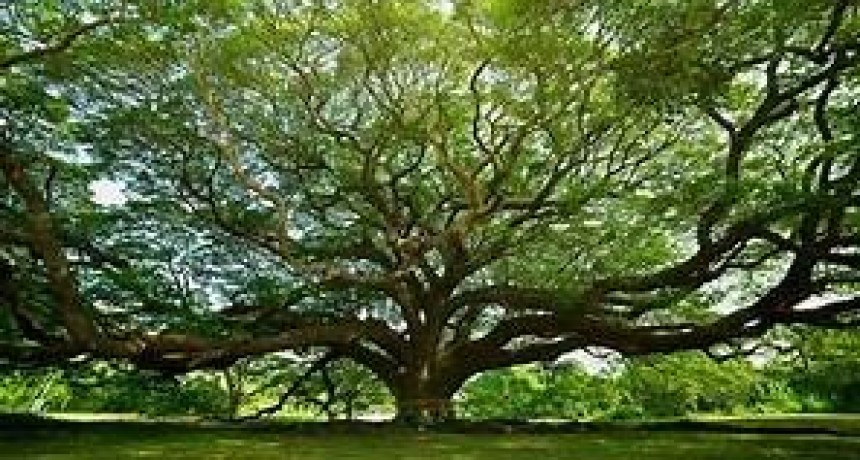 Un gran homenaje a la naturaleza Día del Árbol