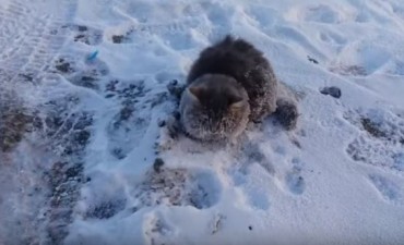 Dramático rescate de un gato que quedó pegado al piso por el frío